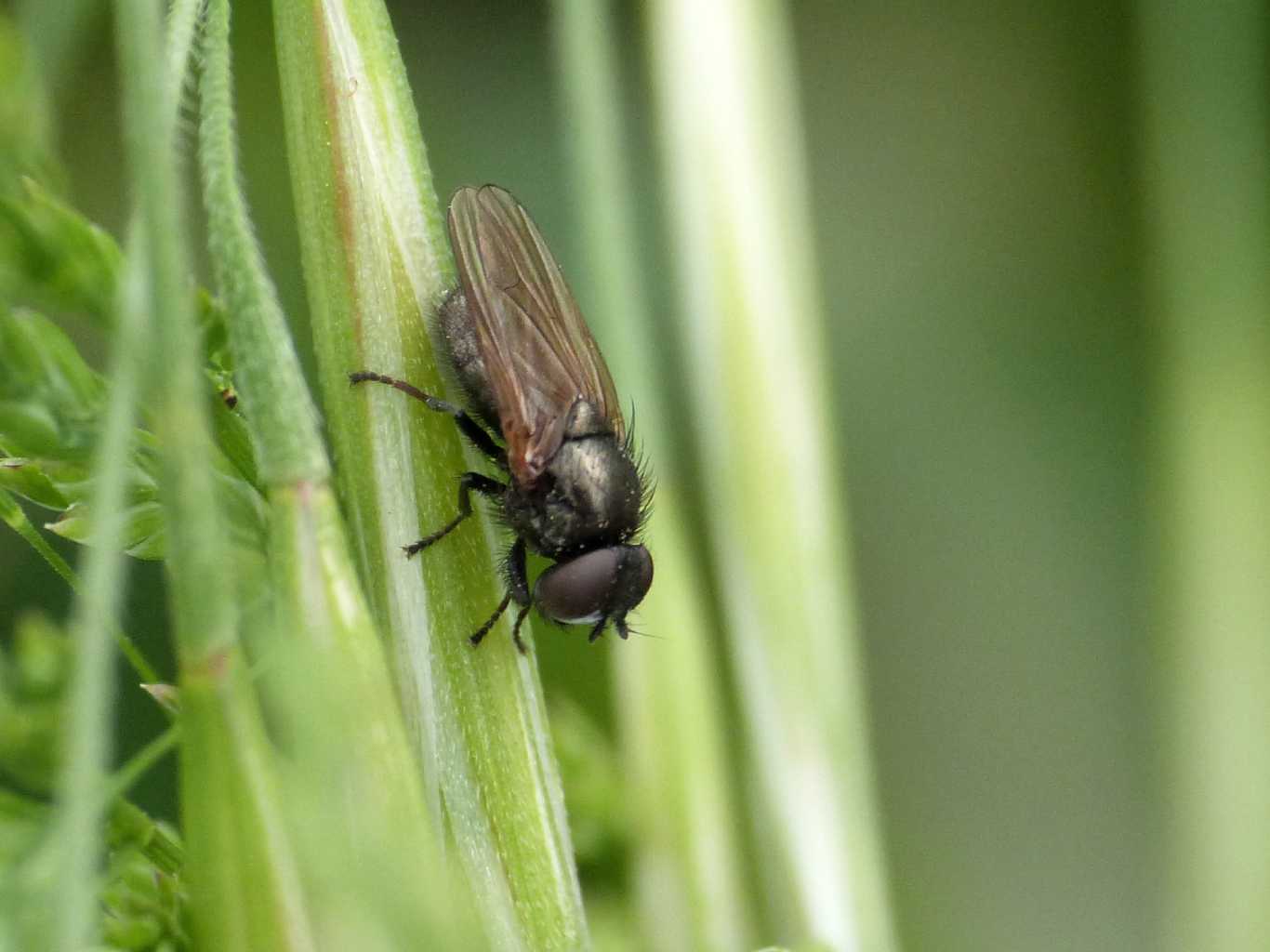 Ditterino nero: Lonchaeidae - Caffarella (RM)